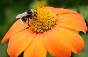 L'inquinamento e l'esposizione al fluoro hanno un impatto negativo sulle api